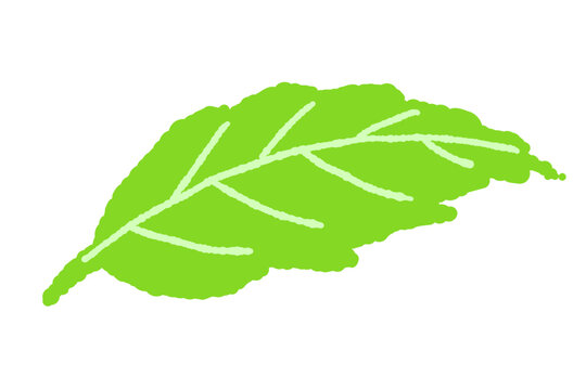 Curved Single Mint Leaf Vector