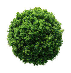 Fototapeta premium PNG Lush spherical green tree top