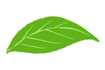 Single Green Mint Leaf Horizontal Vector © JunKikuchi