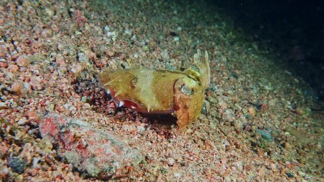 close up shot of a cuttlefish perfectly camouflaged on the sandy seabed, showcasing its remarkable ability to blend into its environment.