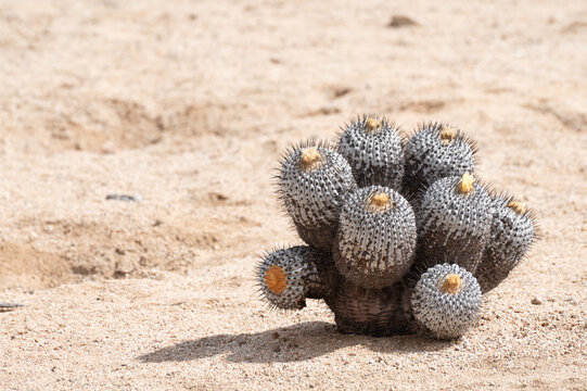 Flowering cactus (Copiapoa) at Pan de Azucar National Park, Atacama, Chile