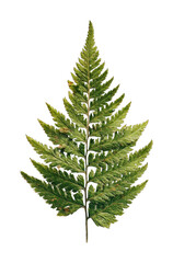Fototapeta premium PNG Detailed fern leaf illustration.