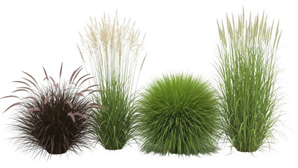 Obraz premium Collection of ornamental grasses isolated on transparent background