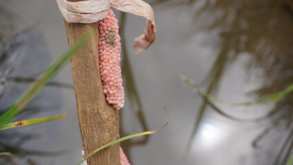 snail eggs stuck to bamboo stems © feri