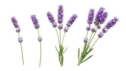 Obraz premium Collection of lavender flowers isolated on transparent background