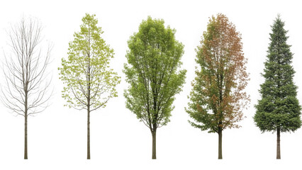 Obraz premium Collection of diverse trees isolated on transparent background