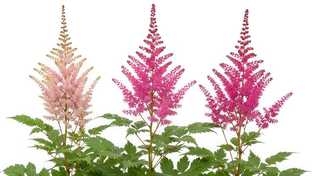 Three astilbe flowers in pink and white colors isolated on transparent background