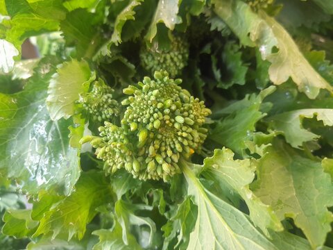 Broccoli rabe Leaf vegetables with flowers bud. Broccoli raab healthy nutritional green vegan vegetable food.  