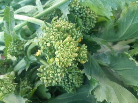 Broccoli rabe Leaf vegetables with flowers bud. Broccoli raab healthy nutritional green vegan vegetable food.  