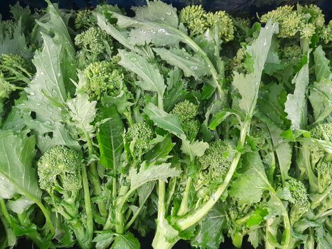 Broccoli rabe Leaf vegetables with flowers bud. Broccoli raab healthy nutritional green vegan vegetable food.  