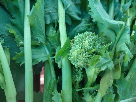 Field Mustard greens vegetables raw vegan food. Brassica rapa edible leaves and flowers for oilseed production. Broccoli rabe vegetable in Italy.