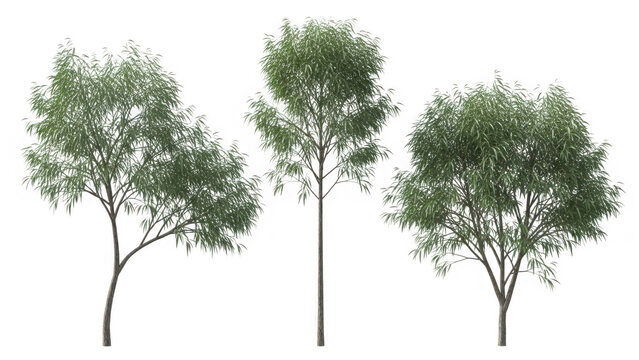 Three bamboo trees isolated on transparent background