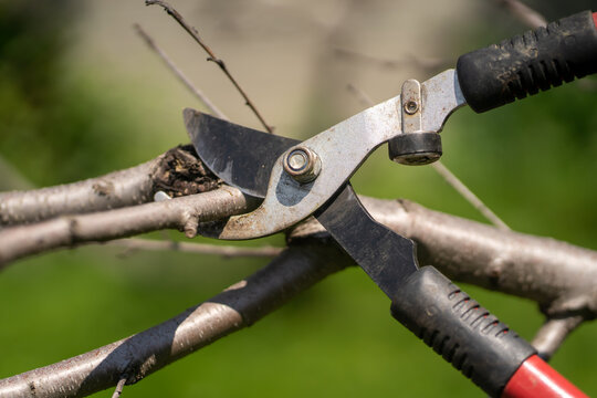 A gardener is cutting tree branches with a big pruner