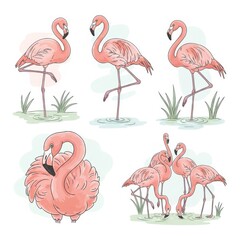 Obraz premium Flamingos in Various Poses and Settings Illustration
