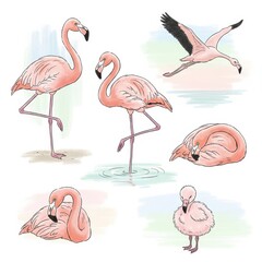 Obraz premium Flamingos in Various Poses and Actions Illustration