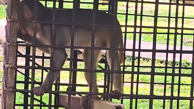 Monkey sitting inside metal cage in zoo enclosure with daylight background 4K