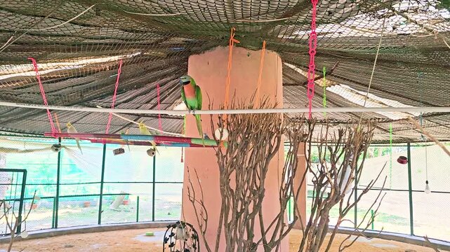 Parrot perched inside aviary with colorful hanging ropes and branches in 4K