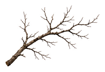 Obraz premium PNG Bare tree branch on white