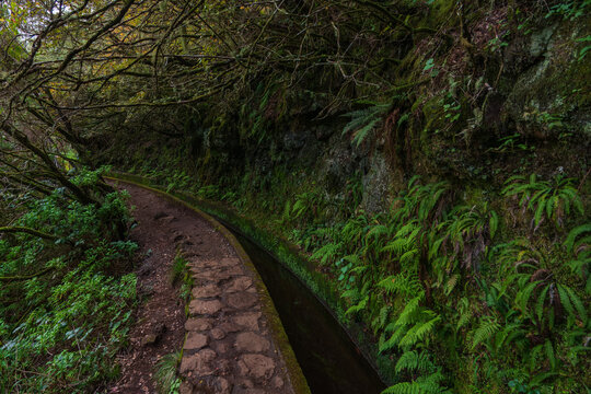 Scenic view of the Levada do Alecrim hiking trail in Madeira, featuring a narrow water channel winding through a lush green forest tunnel of ancient heather trees.