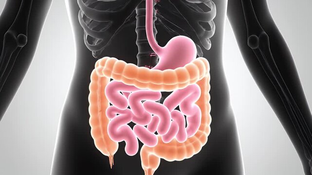 Detailed 3D illustration of female digestive system anatomy showing stomach intestines and colon with skeletal structure overlay