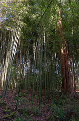 Fototapeta premium Bamboo grove in park. Sochi.