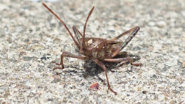 


Bean Bug (Riptortus pedestris) Walking on Dry Leaves Towards Camera 14  학명: Riptortus pedestris

