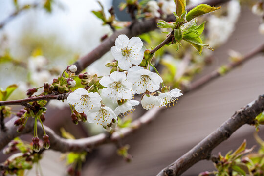 White Cherry Blossom Flowers Blooming on Branch