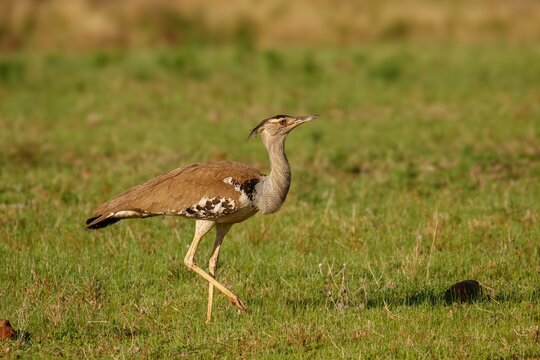 Kori Bustard Standing on Grassland in African Savanna