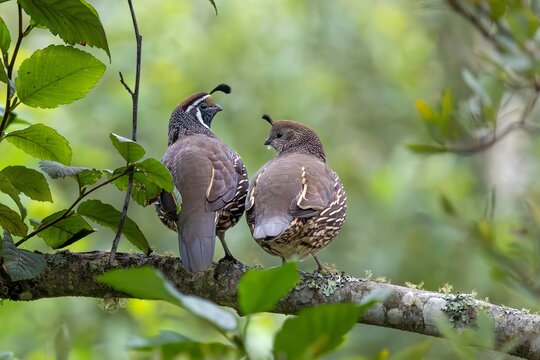 California Quail Pair Perched on Branch Together