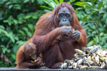 Fototapeta premium Orangutan with Baby Eating Bananas in Tropical Rainforest