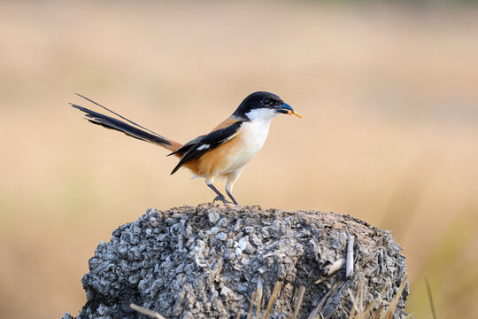 Long-tailed Shrike (Lanius schach) perched on a mound with prey in its beak.