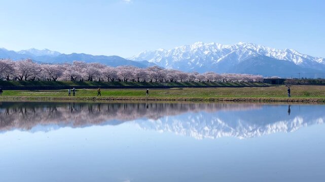 雪の立山連峰と満開の舟川べり桜並木、あさひ舟川「春の四重奏」