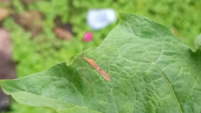 Footage macro ants on a leaf