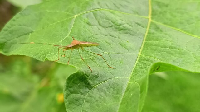 macro footage of a small brown insect on a green leaf wetting its body