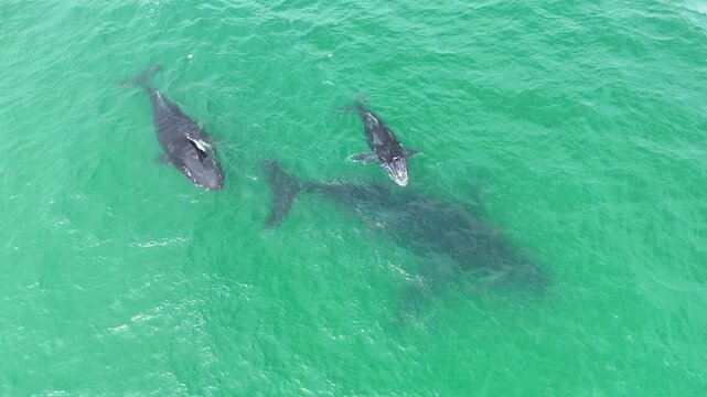 Humpback Whale Mom and Baby and Male Escort 4K Drone Footage