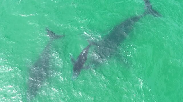 Humpback Whale Mom and Baby and Male Escort close 4K Drone Footage