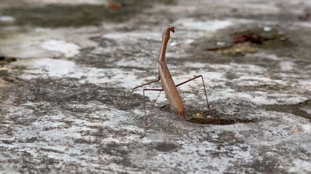 A praying mantis (Statilia maculata) known as the Asian jumping praying mantis.