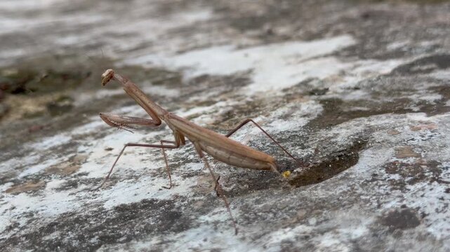 A praying mantis (Statilia maculata) known as the Asian jumping praying mantis.
