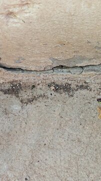 Close up of a hand crushing a cockroach egg case on a wall