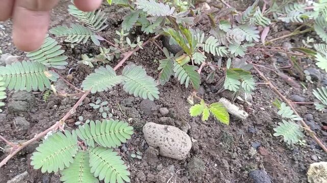 A hand touches the leaves of a mimosa pudica plant causing them to close