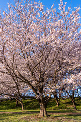 Naklejka premium Spring landscape with blue sky Cherry blossoms Japan