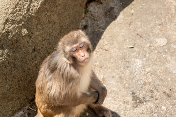 Fototapeta premium a monkey with winter fur
