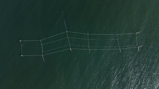Fishing nets are set up in a grid shape on the water. They float and stretch across the surface. This setup is common in coastal areas for catching fish.