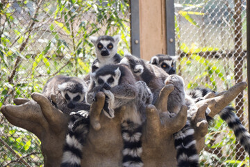ring tailed lemur sitting on the tree © Amane