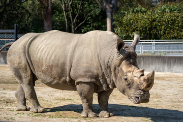 rhino in the zoo © Amane
