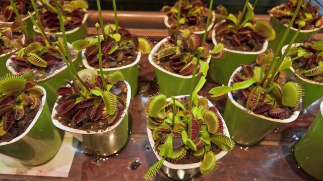 Close up of potted Venus flytrap