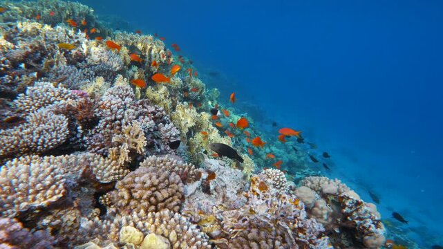 School of orange tropical fish above fire coral reef edge in deep blue water of Red Sea