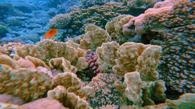 Close up motion above textured coral reef structure underwater. Diving in Red Sea