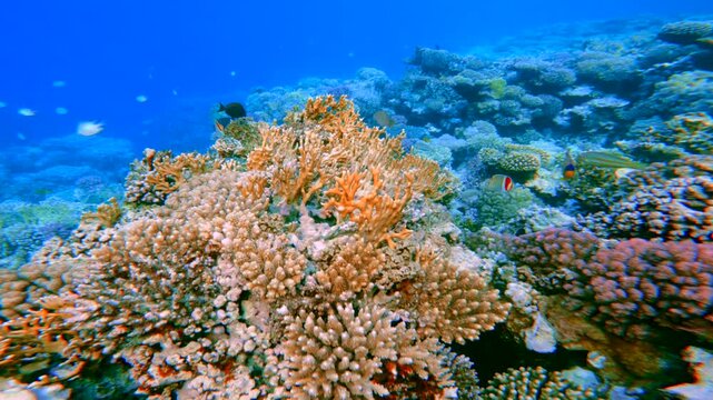 Orange fire corals with fish on tropical reef slope in clear blue sea