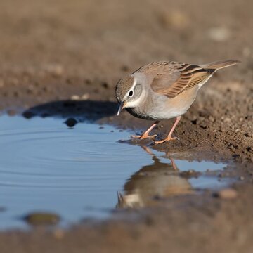 Bird Drinking from Puddle. Basic Needs of Living Things (Water, Food, Air). Nature Education. a small bird drinking water from a shallow puddle, set in a clean outdoor-inspired studio scene

